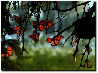 Recorrido con mariposa monarca